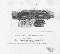 Stereophlebia tuberculata image